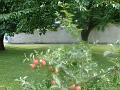 DSC00453