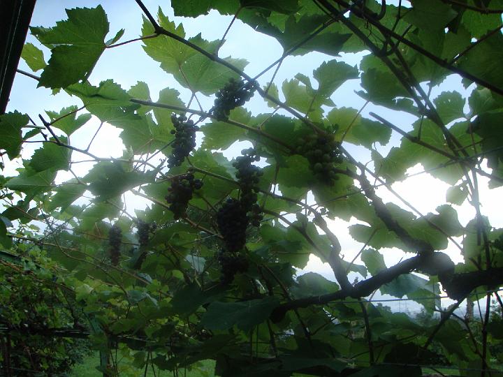 DSC00904.JPG