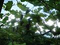 DSC00904