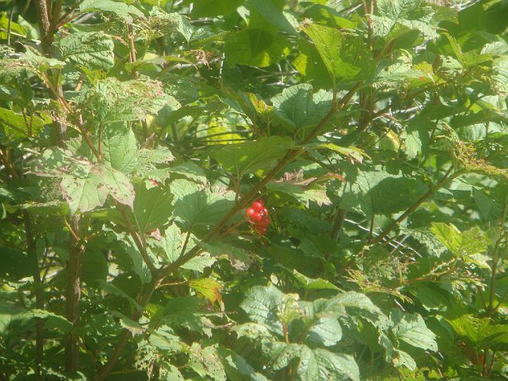 DSC00950.JPG