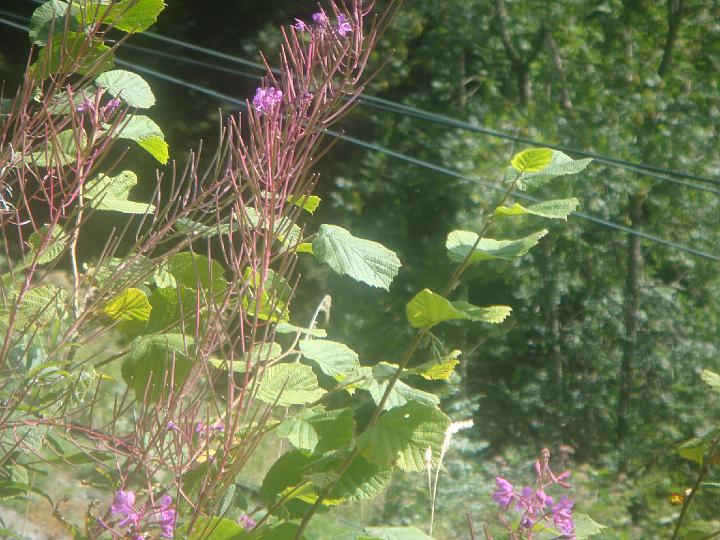 DSC00951.JPG