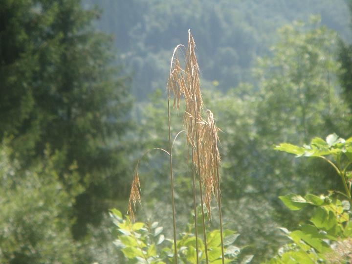 DSC00952.JPG
