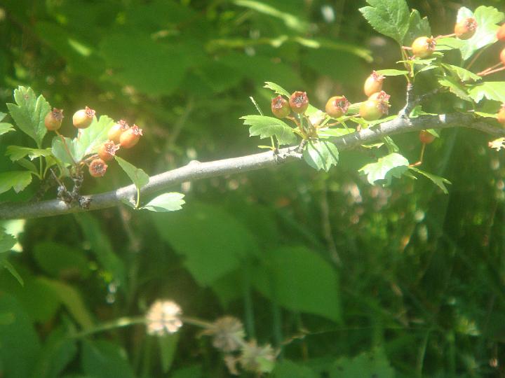 DSC00954.JPG