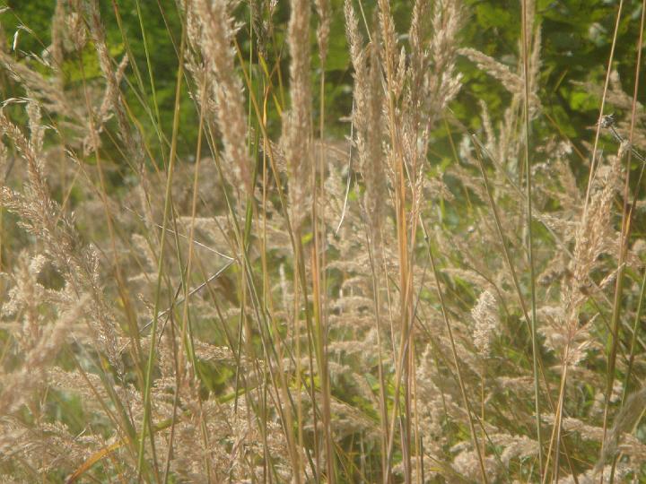 DSC00956.JPG