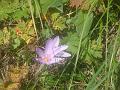 DSC00949