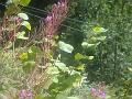 DSC00951