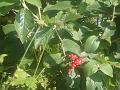 DSC00955