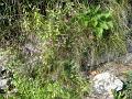 DSC00958