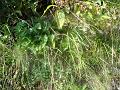 DSC00959
