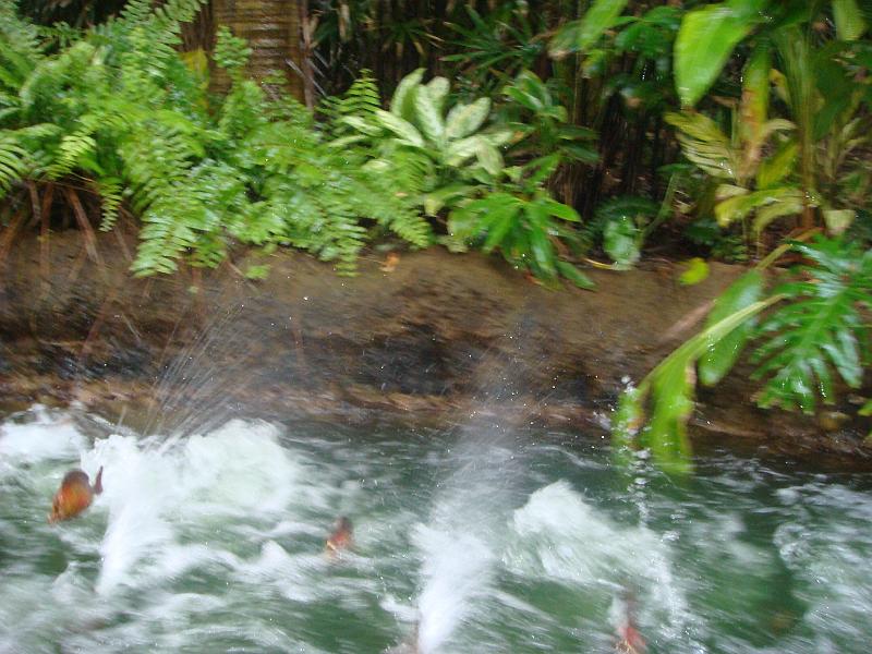 ds_267.JPG