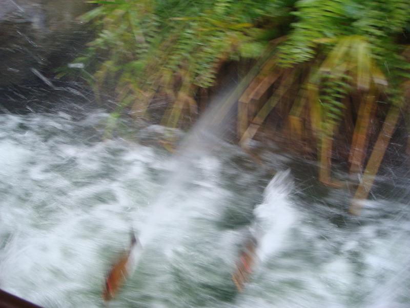 ds_268.JPG